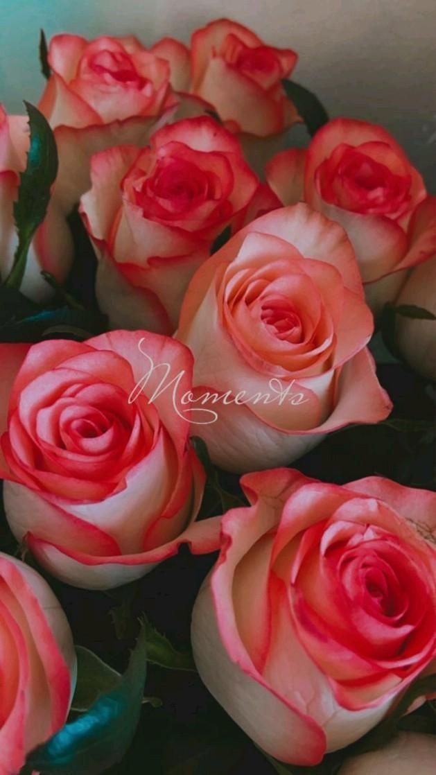 Enchanted Twilight Rose Symphony
